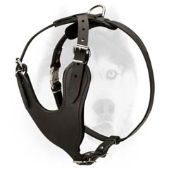 Simple and comfort design leather harness for Siberian Husky Simple and comfort design leather harness for Siberian Husky