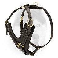 Exclusive style durable Siberian Husky harness Exclusive style durable Siberian Husky harness