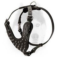 Luxury handcrafted leather spiked harness for Siberian Husky Luxury handcrafted leather spiked harness for Siberian Husky