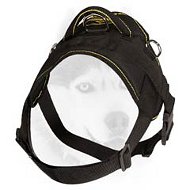 Pulling/tracking nylon harness with a handle for Siberian Husky Pulling/tracking nylon harness with a handle for Siberian Husky