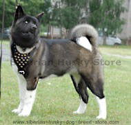 Stylish looking studded Siberian Husky harness Stylish looking studded Siberian Husky harness