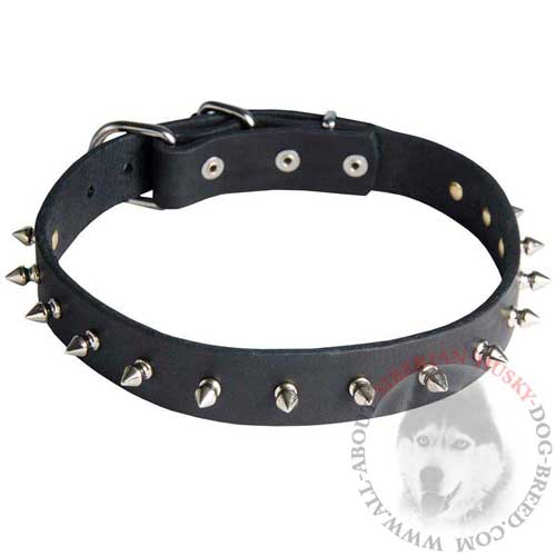 Siberian Husky Leather Collar with Nickel Spikes