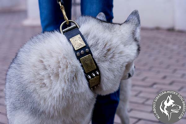 Leather Siberian Husky Collar with Mix of Brass and Nickel-plated Decor
