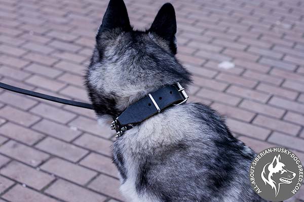Spiked and Studded Siberian Husky Collar with Sturdy Riveted Fittings