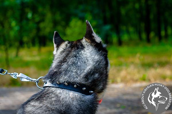 Buckle Leather Husky Collar with Convenient Hardware