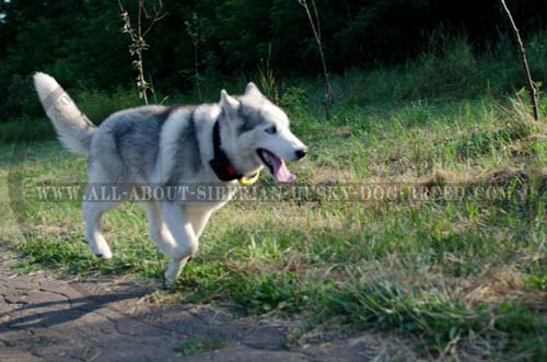 Lifetime Nylon Dog Tool for Siberian Husky