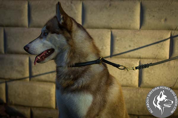 Siberian Husky Choke Collar for Safe Walking