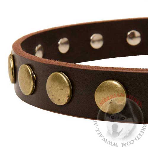 Brass Circles Riveted to Designer Siberian Husky Collar