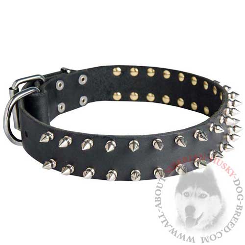 Leather Spiked Collar for Siberian Husky Walking in Style