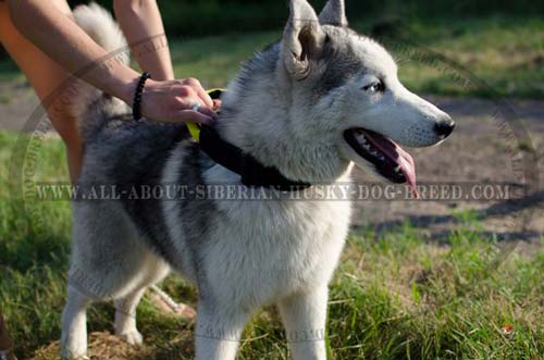 Nylon Washable Canine Item for Siberian Husky