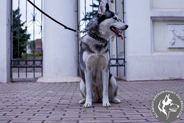 Extravagant Leather Siberian Husky Collar for Fashionable Walking