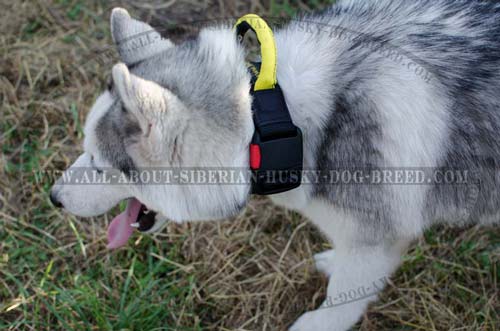 Training Siberian Husky Collar Nylon Extra Strong
