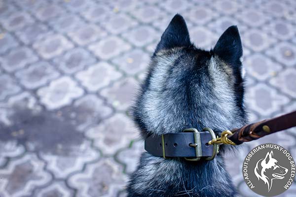 Leather Siberian Husky Collar with Massive Hardware