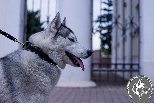 Modish Leather Siberian Husky Collar with Shiny Spikes