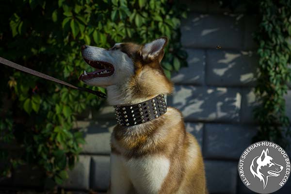 Leather Siberian Husky Collar with Silvery Spikes and Cones Set in Columns