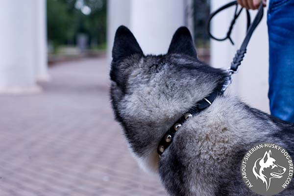 Leather Siberian Husky Collar with Sparkling Nickel-plated Studs