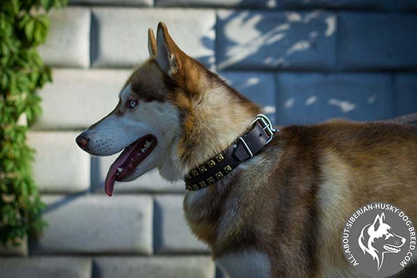 Leather Siberian Husky Collar with Durable and Rust-proof Hardware
