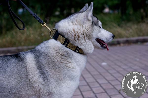 Extraordinary Design Leather Siberian Husky Collar