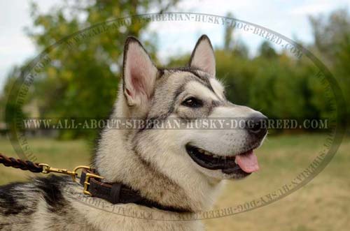 Leather Siberian Husky collar with reliable brass fittings