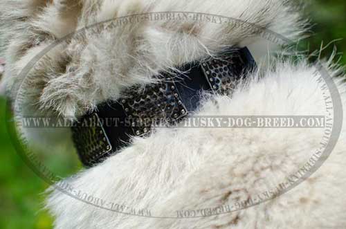 Old style massive nickel plates for Siberian Husky collar