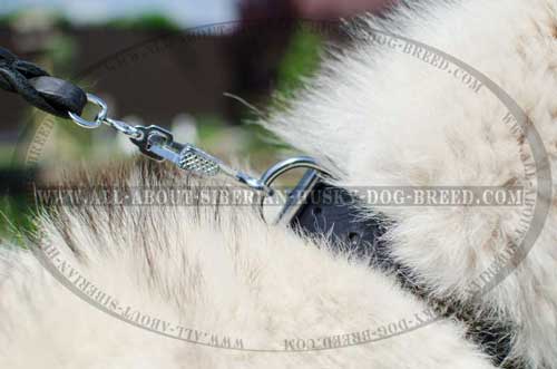 Leather Siberian Husky collar equipped with nickel plated hardware