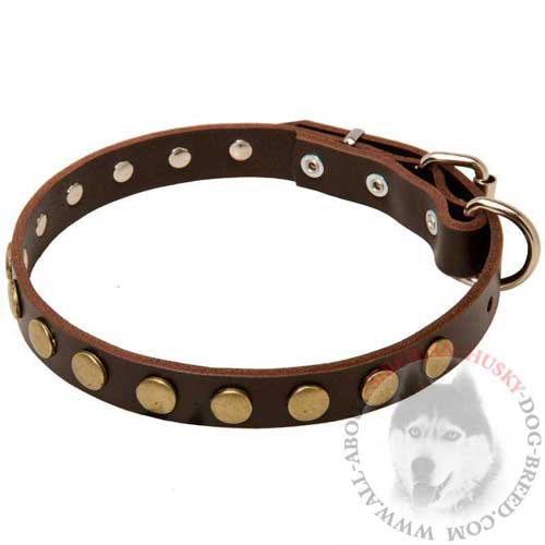 Leather Studded Siberian Husky Collar with Brass Circles