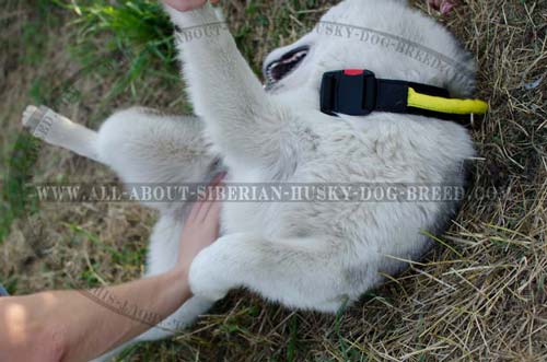 Daily Siberian Husky Collar Made to Order