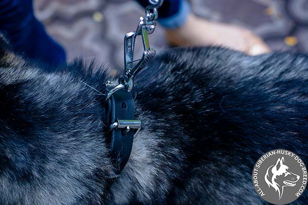 Matchless Design Siberian Husky Collar with Nickel-plated Hardware
