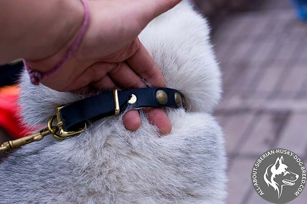 Narrow Leather Dog Collar with Small Brass Studs