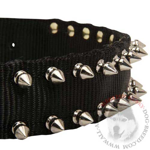 Nickel Spikes Secured with Rivets on Siberian Husky Nylon Collar