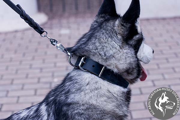 Siberian Husky Collar with Durable Buckle for Easy Handling