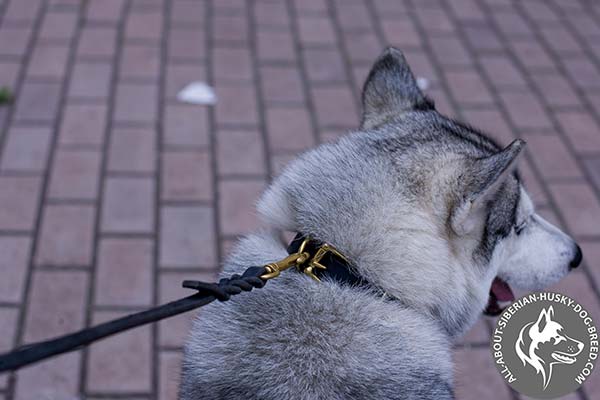 Siberian Husky collar with  Securely Fixed Fittings