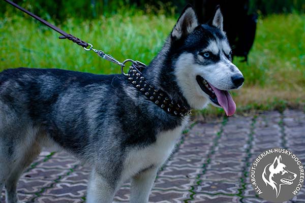 Vintage Siberian Husky Collar Decorated with  Studs and Spikes