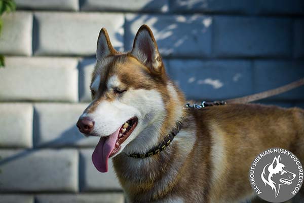 Siberian Husky Collar with 2 Rows of Riveted Brass Decoration
