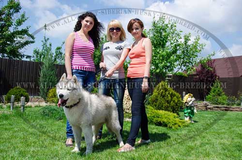 Practical leather collar for Siberian Husky breed