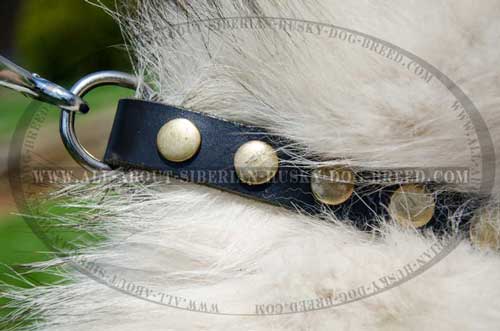 Trendy leather collar for Siberian Husky