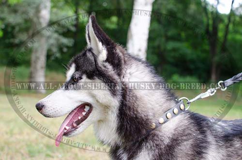 Handmade leather Siberian Husky dog collar