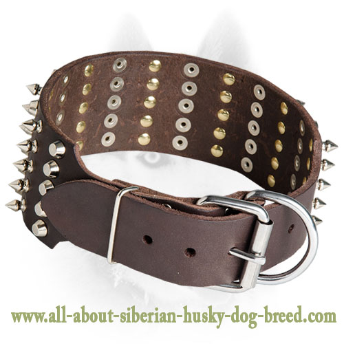 Spikes and Studs Decorate Leather Siberian Husky Collar