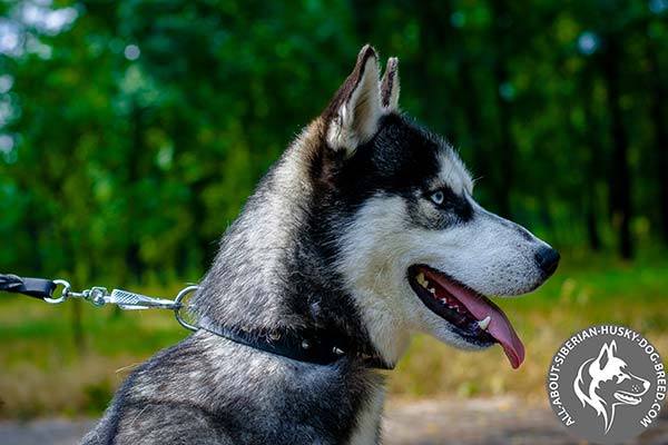 Narrow Leather Spiked Dog Collar for Husky