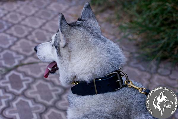 Daily Walking Siberian Husky Collar with Rust-proof Fittings