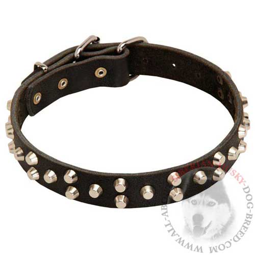 Wide Leather Dog Collar Studded for Siberian Husky Walking in Beauty