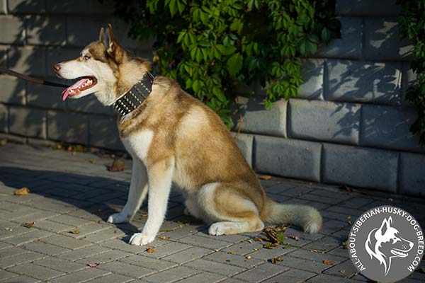 Extra Wide Spiked and Studded Leather Collar for Siberian Husky