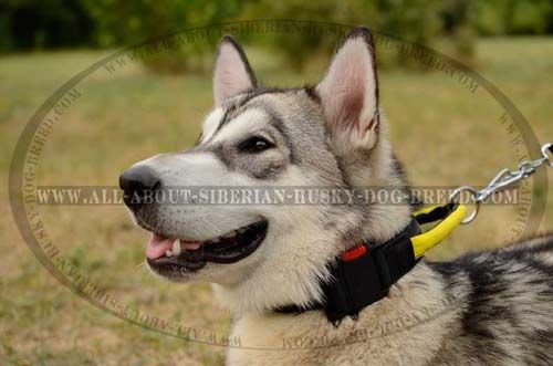 Nylon Dog Collar for Walking Siberian Husky