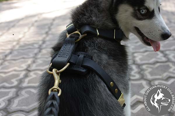 Adjustable Leather Puppy Siberian Husky Harness with Brass Hardware