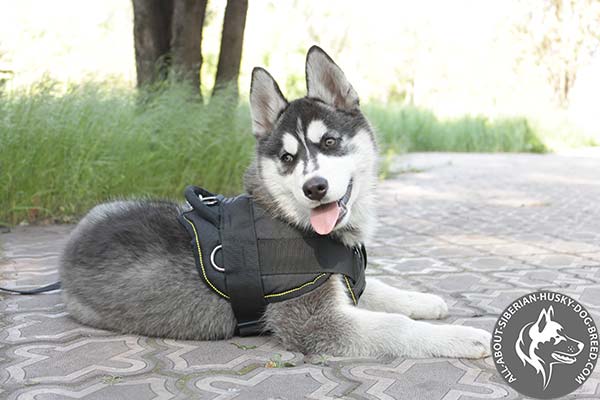 Adjustable Nylon Dog Harness with Soft Control Handle