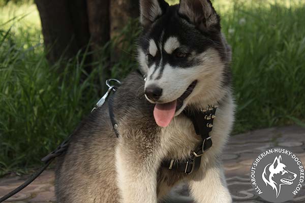 Adjustable Leather Siberian Husky Harness with Wide  Straps
