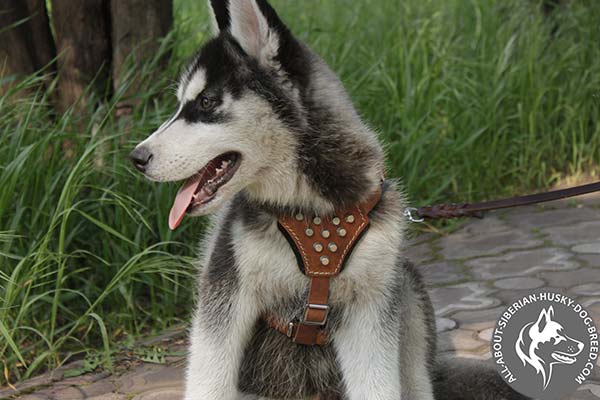 Brown Leather Siberian Husky  Harness Adorned with Stylish Cones
