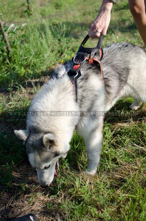 Handpainted leather harness for Siberian Husky