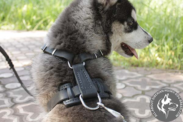 Spiked Dog Harness with Riveted Nickel-plated Hardware 