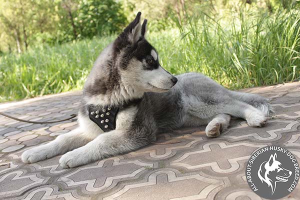 Designer Siberian Husky Harness Adorned with Nickel-plated Spikes